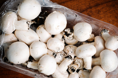 SET - Growing mushrooms in a container 