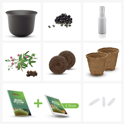 SET - Venus Flytrap, for beginners